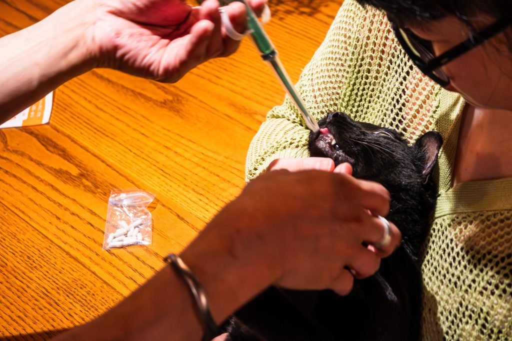 2730café 貳柒參零咖啡 被餵藥的黑貓30