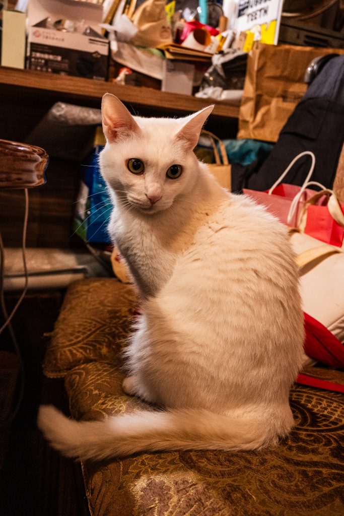 2730café 貳柒參零咖啡  白貓27